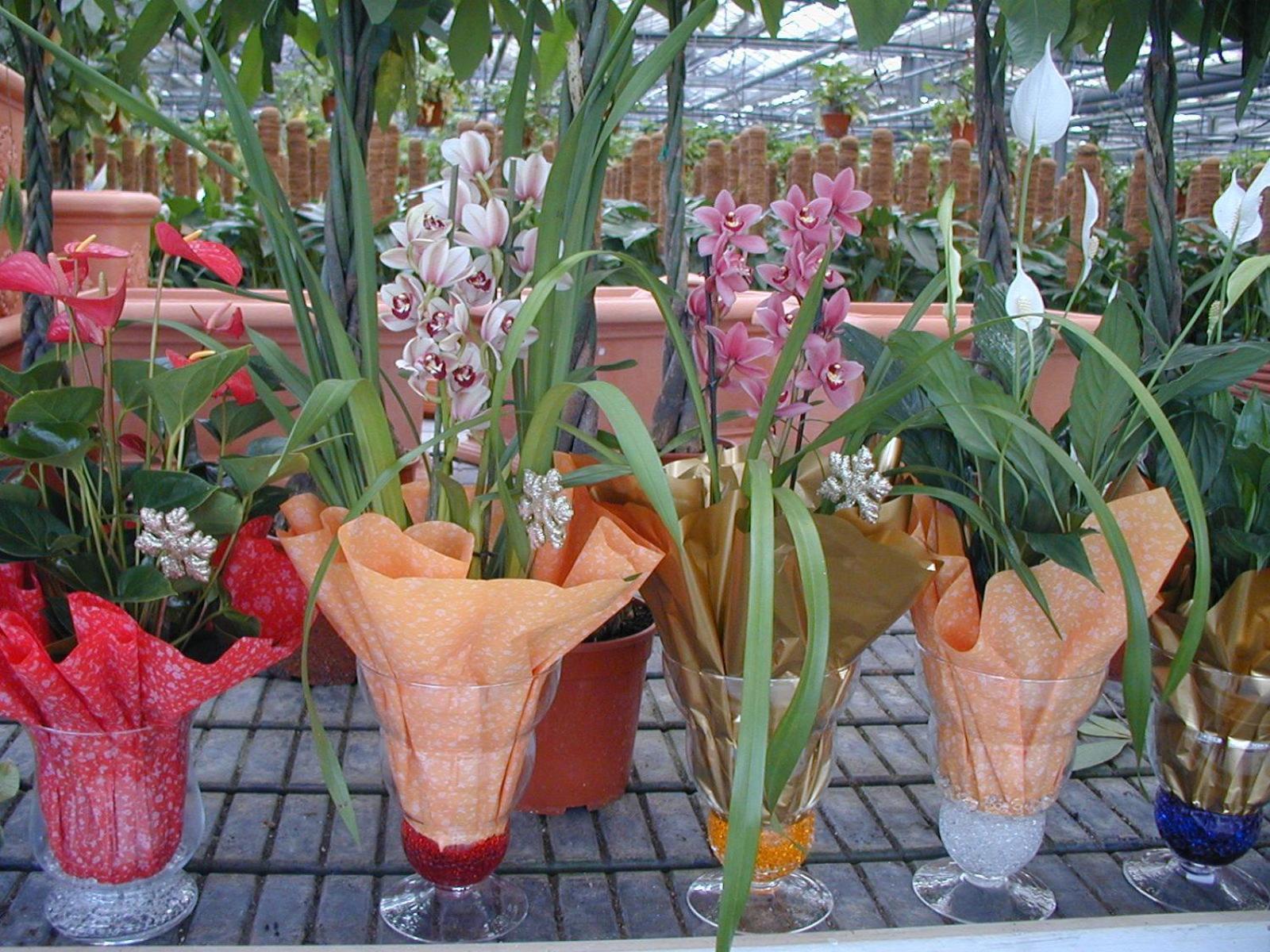 Società Agricola MG Florplant Francavilla Marittima Exterior foto