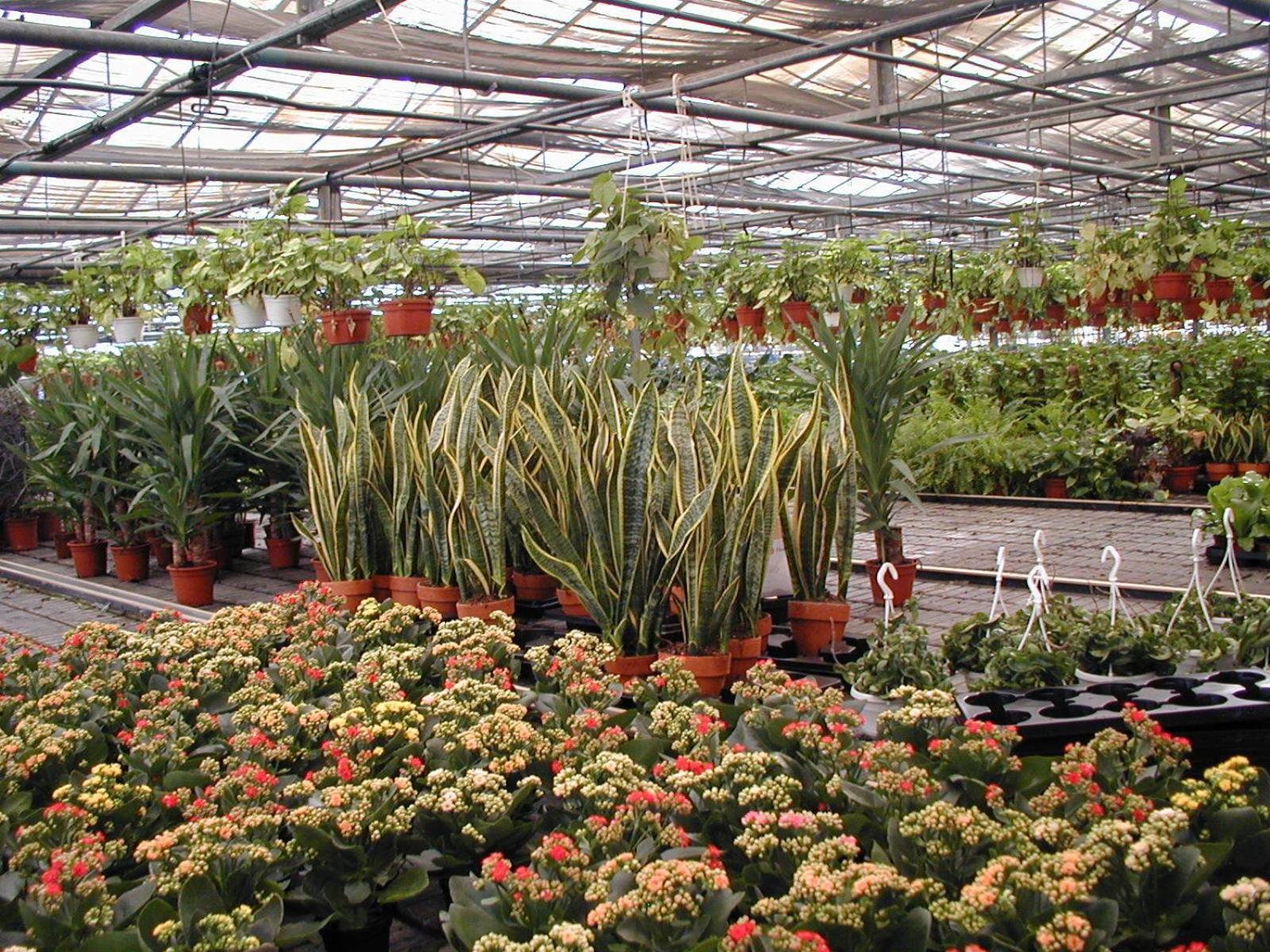 Società Agricola MG Florplant Francavilla Marittima Exterior foto